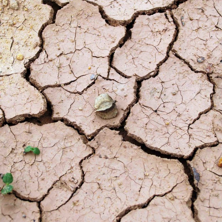 Heilerde Gesichtsmaske julefliegt